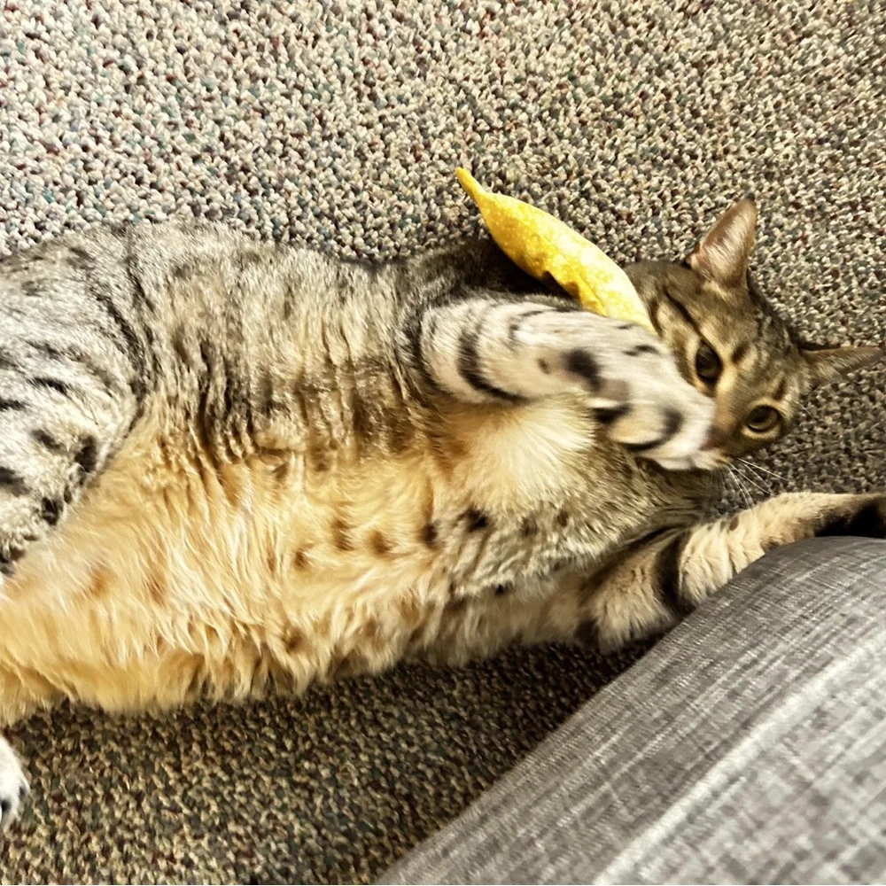 HAND CRAFTED Fabric Cotton Organic Catnip Interactive Kicker Stick Cat Toy